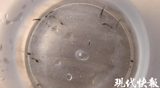 8岁女童持续呕吐活虫一个多月，元凶竟是卫生间小黑虫！很多家庭都有！