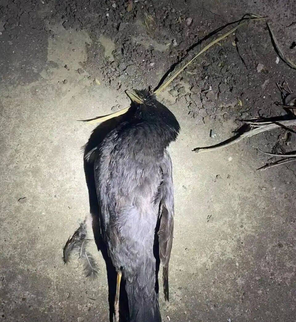 打开冰箱后民警懵了!男子攒了44只国家保护动物,供自己食用...