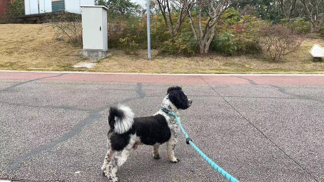 “史上最严”养犬新规今起施行 养犬人自研遛狗神器防被讹｜封面深镜