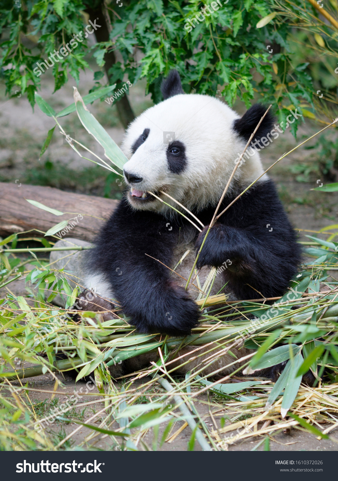 PandaFe(Panda风扇怎么语音唤醒)
